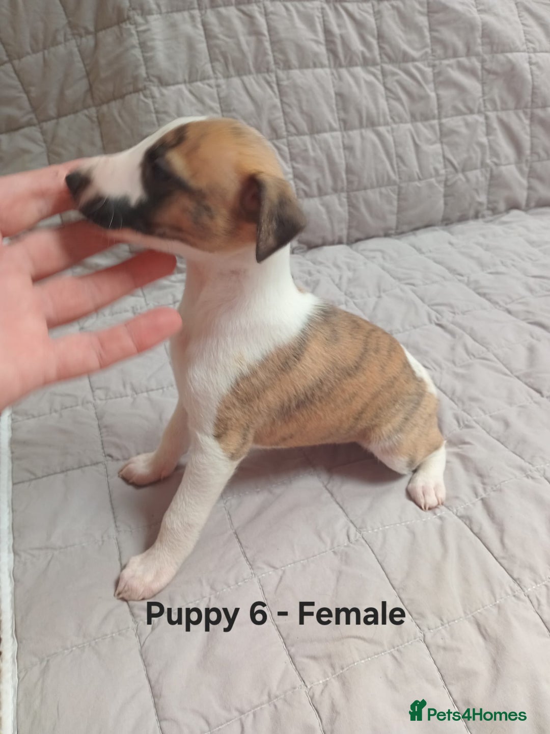 Whippet dogs for sale: *LAST MALE PUPPY* Beautiful KC Registered Puppies - Image 15