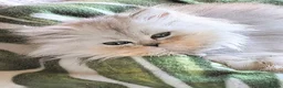 Persian cats for sale: 🍒Loving White Tipped babies - Advert 7