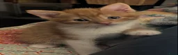 Domestic Shorthair cats for sale: 5 Ginger Kittens - Advert 19