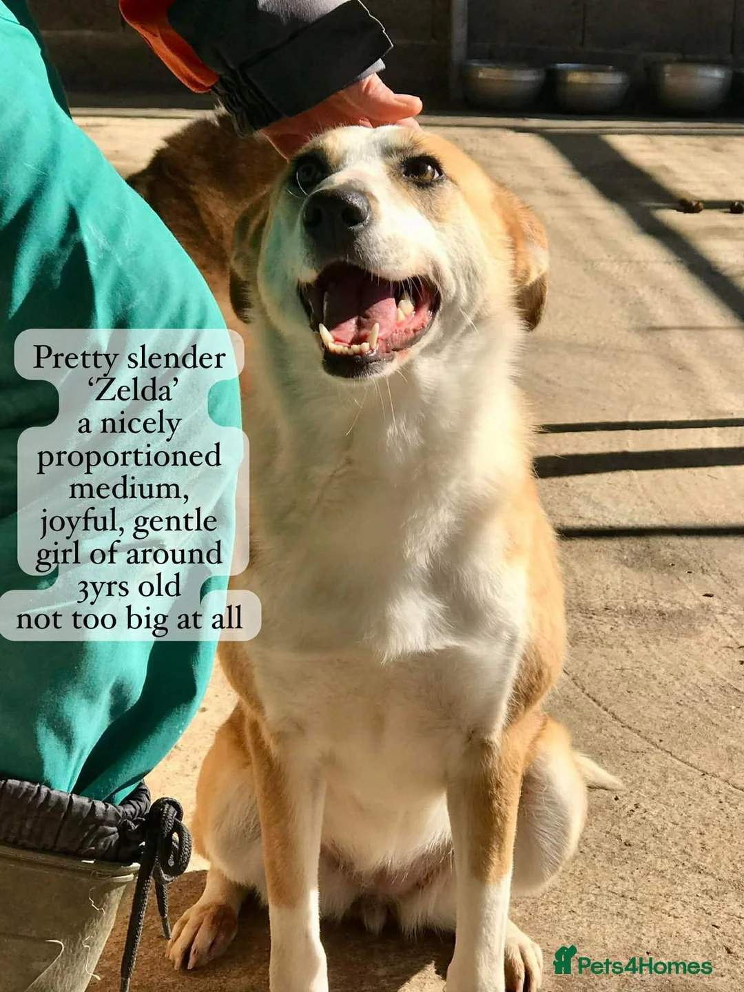 Mixed Breed dogs for adoption: Zelda, 3 yrs old approx. Available for adoption. in Brixham - Advert 1