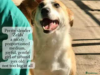 Mixed Breed dogs Zelda, 3 yrs old approx. Available for adoption. - Advert 19