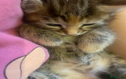 American Shorthair cats for sale: 4 kitten for sale  - Image 10