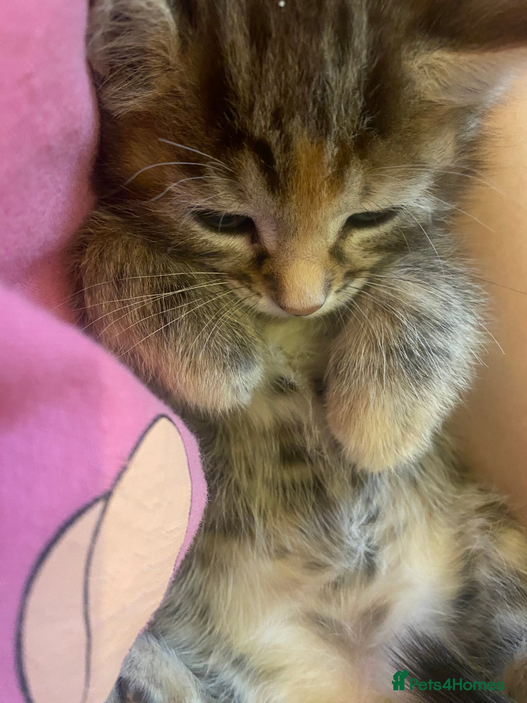 American Shorthair cats for sale: 4 kitten for sale  - Image 10