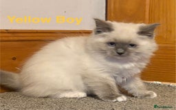 Ragdoll cats for sale: Ragdolls kittens- - Advert 32