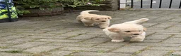 Goldendoodle dogs for sale: Goldendoodle puppies - Advert 5