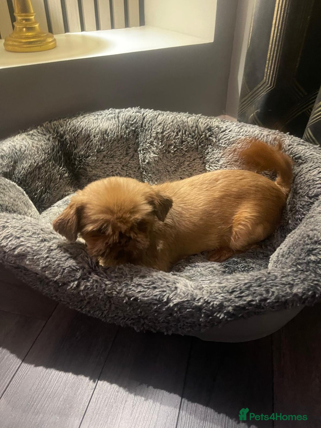 Shih Tzu dogs for sale: Orange and white imperial shih tzu - Advert 7