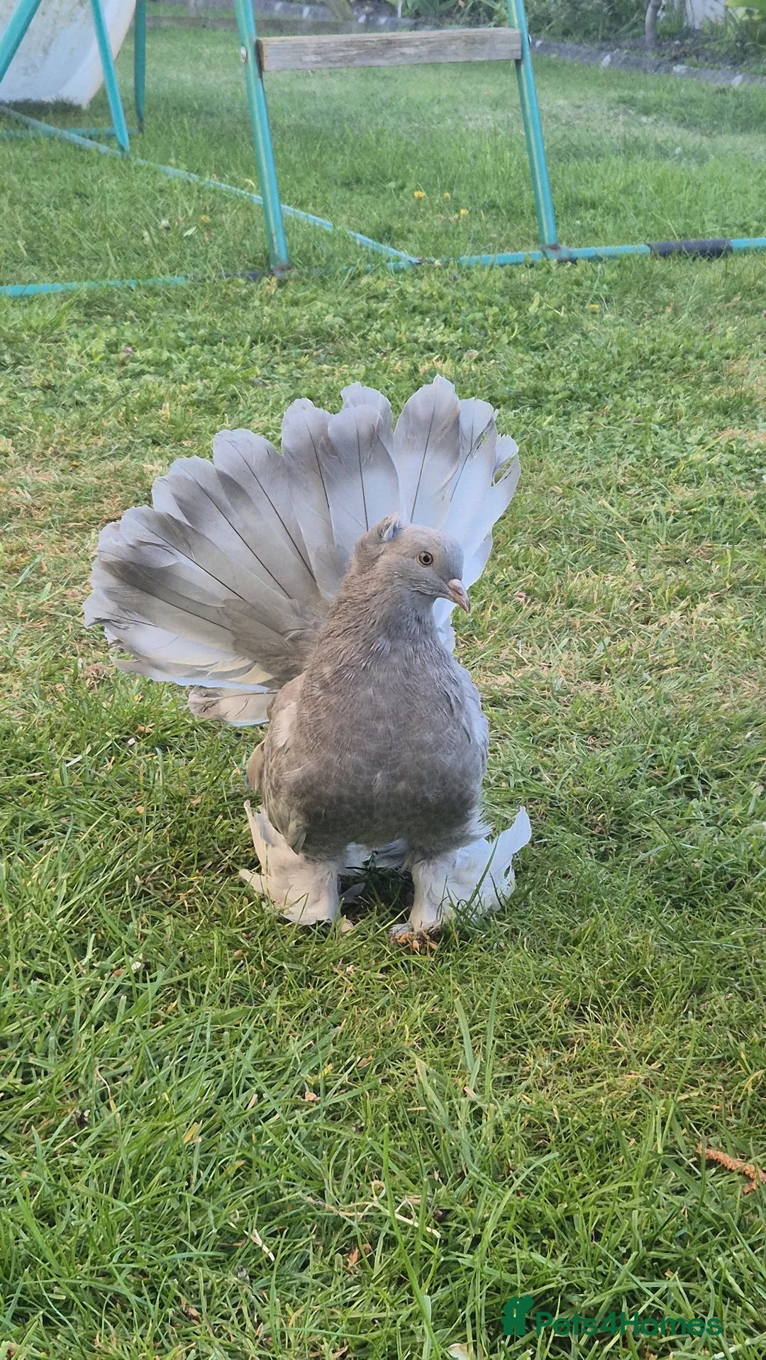 Pigeons birds for sale: Indian Fantail in Clacton-on-Sea - Advert 1