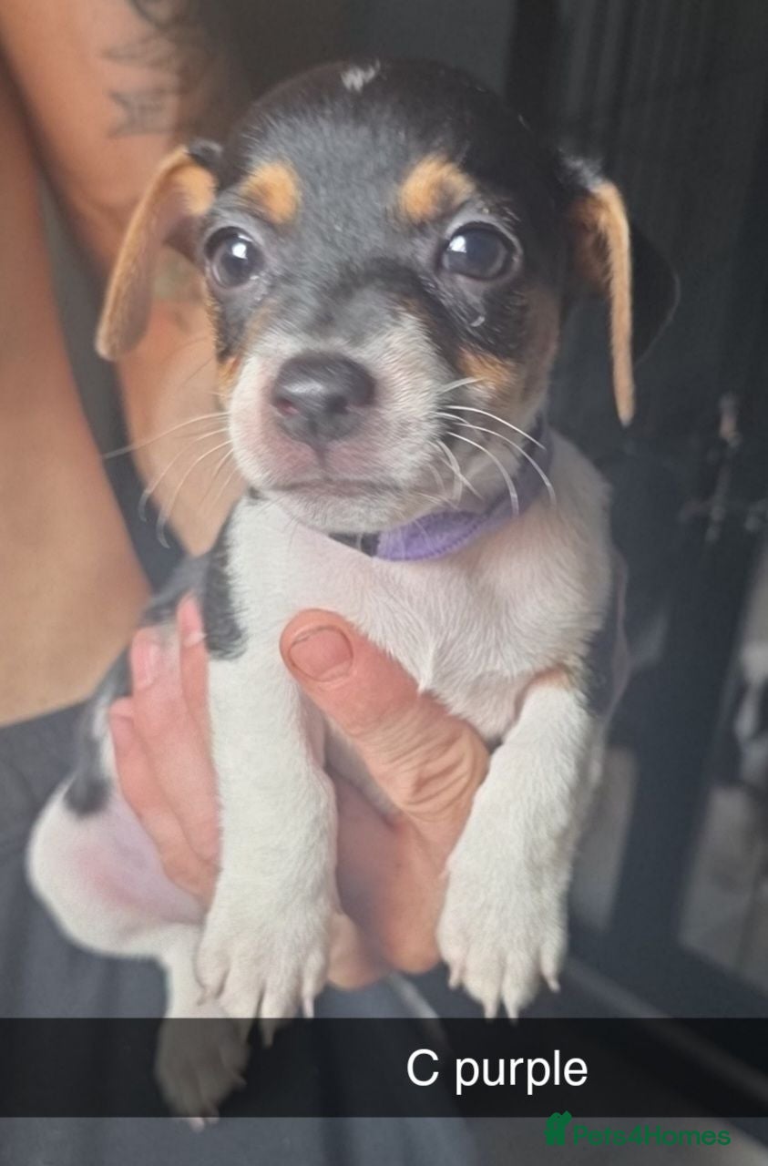 Jack Russell dogs Female miniature jack russell  - Advert 4