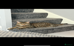 Mixed Breed cats for sale: Beautiful male cat needs a loving home  - Image 3