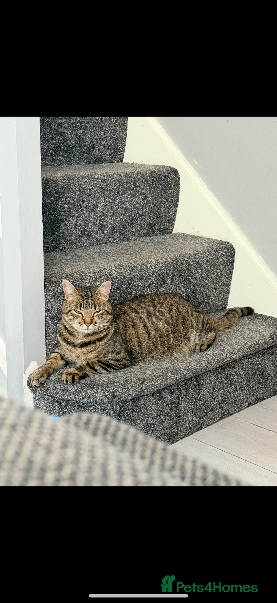 Mixed Breed cats for sale: Beautiful male cat needs a loving home  - Image 3
