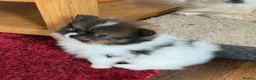 Pomeranian dogs for sale: True Tiny pomeranians teddy bear faced*ready now * - Advert 15