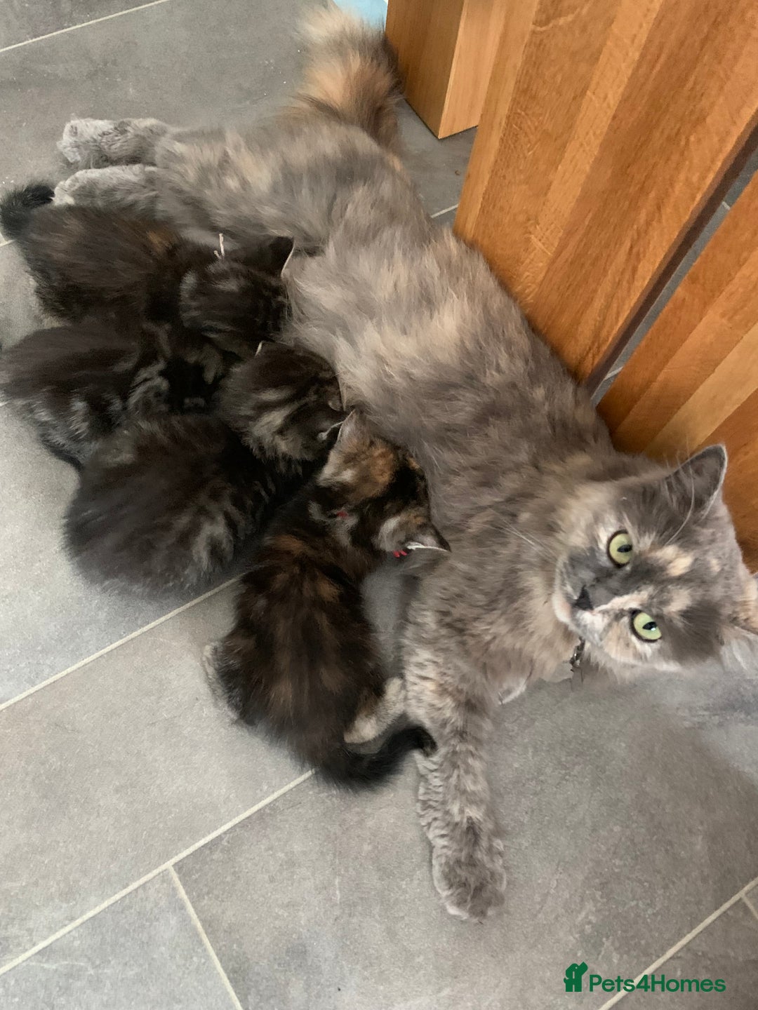 Mixed Breed cats for sale: Mixed Himalayan - Image 25