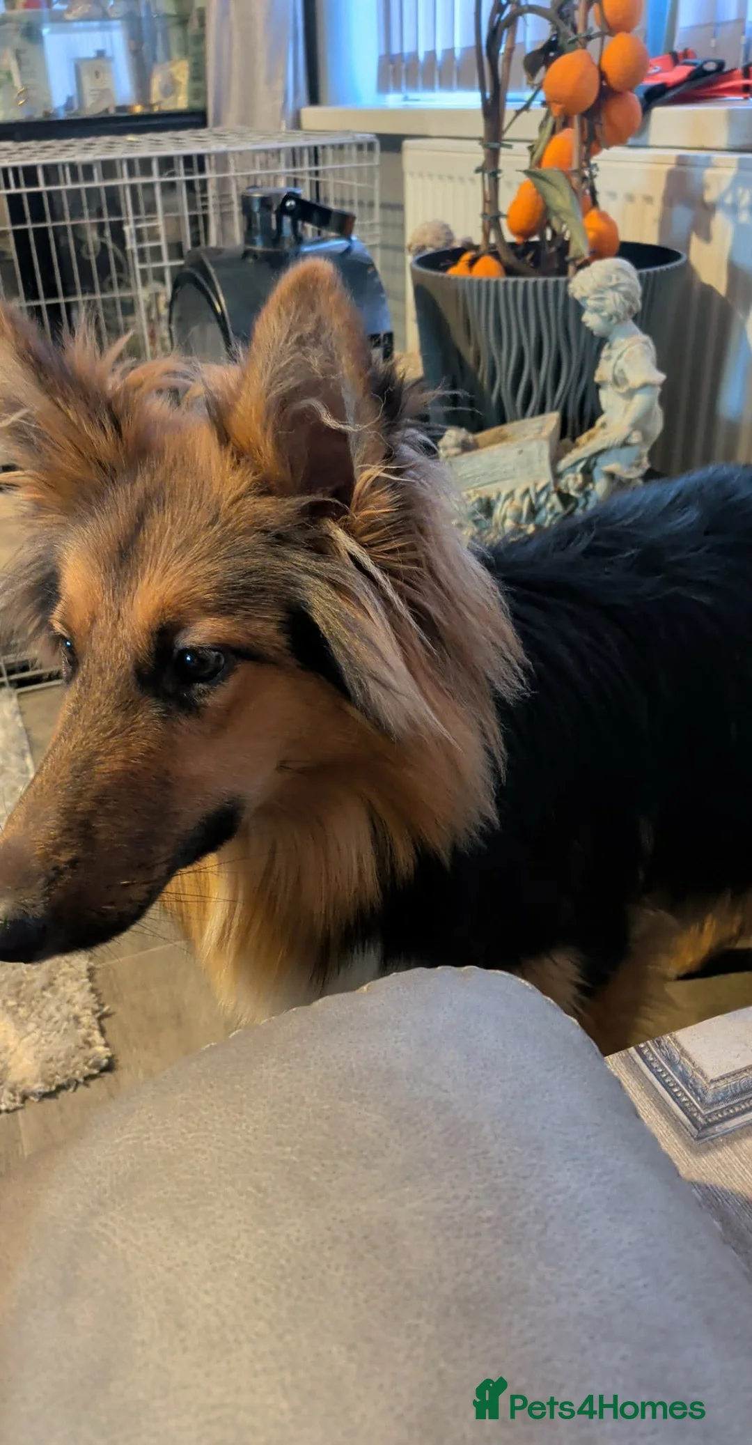 Mixed Breed dogs for sale: German Shepherd cross Rough Collie for a good home in Bridgend - Advert 1