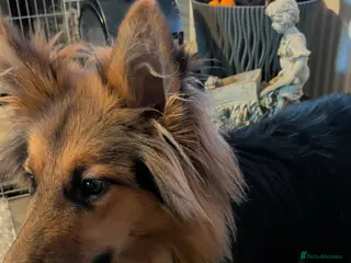 Mixed Breed dogs German Shepherd cross Rough Collie for a good home - Advert 5