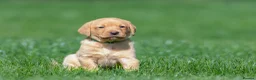 Labrador Retriever dogs for sale: One fox red lab available  in Grimsby - Advert 6