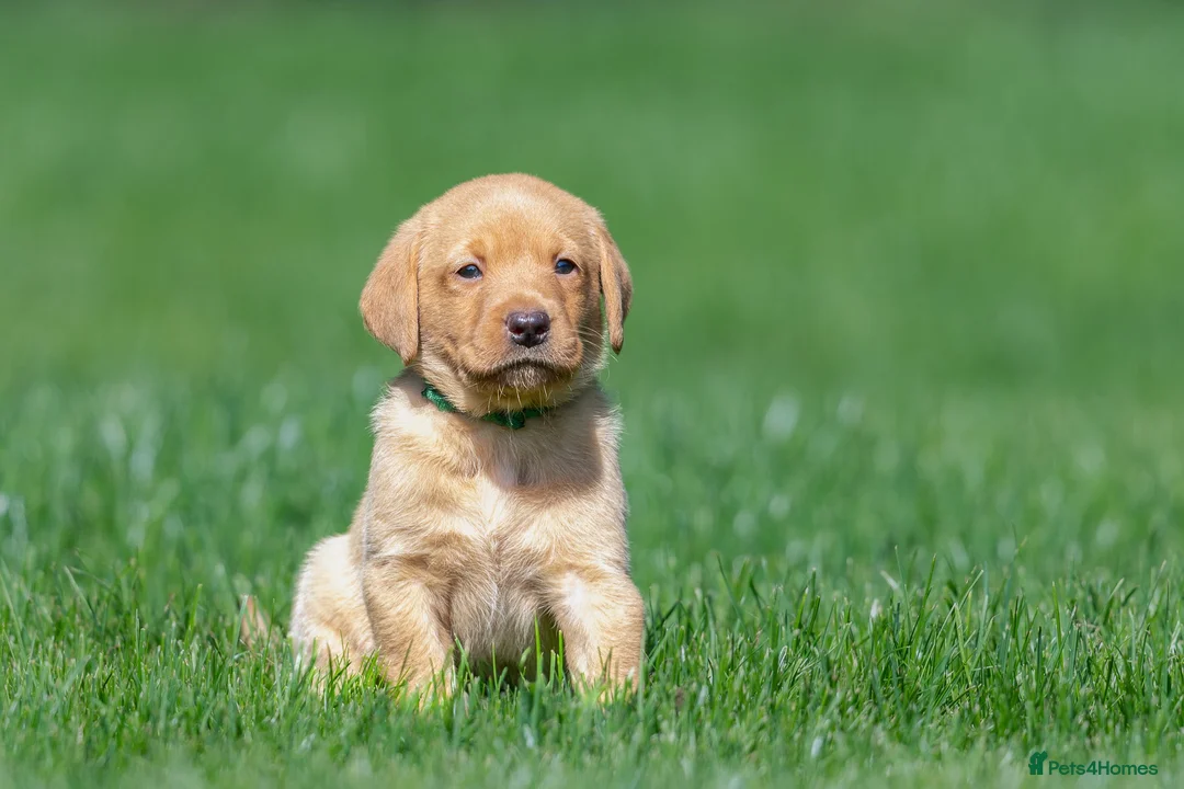 Labrador Retriever dogs for sale: One fox red lab available  in Grimsby - Advert 6