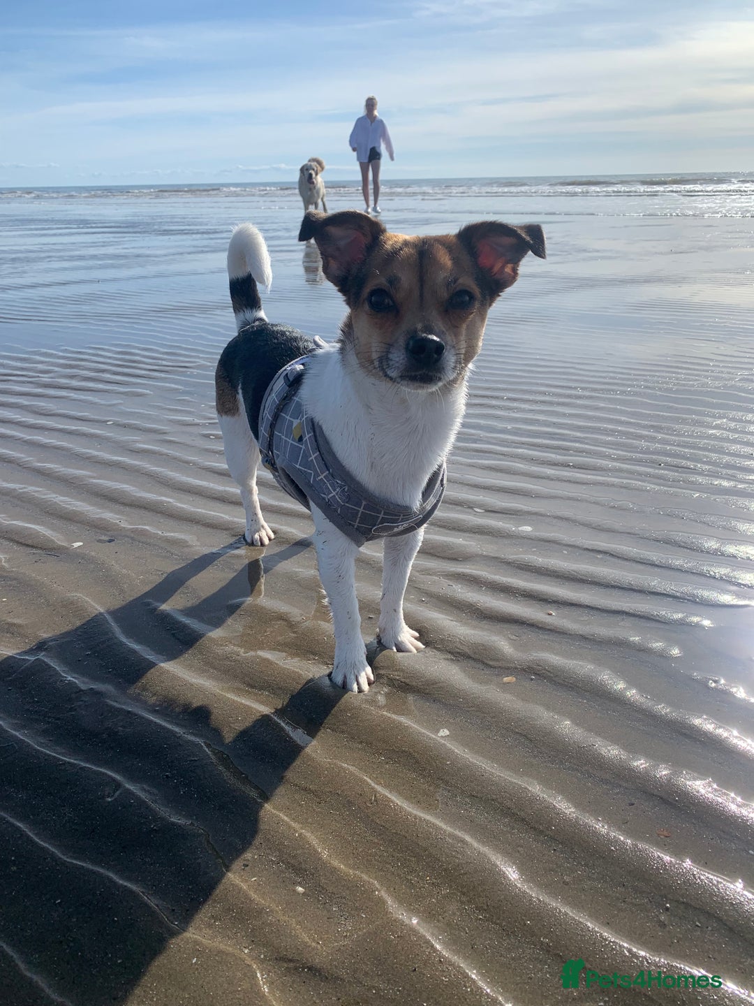 Mixed Breed dogs for sale: Jack Russell x chihuahua  - Advert 7