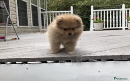 Pomeranian dogs for sale: Pomeranian puppy  - Image 2