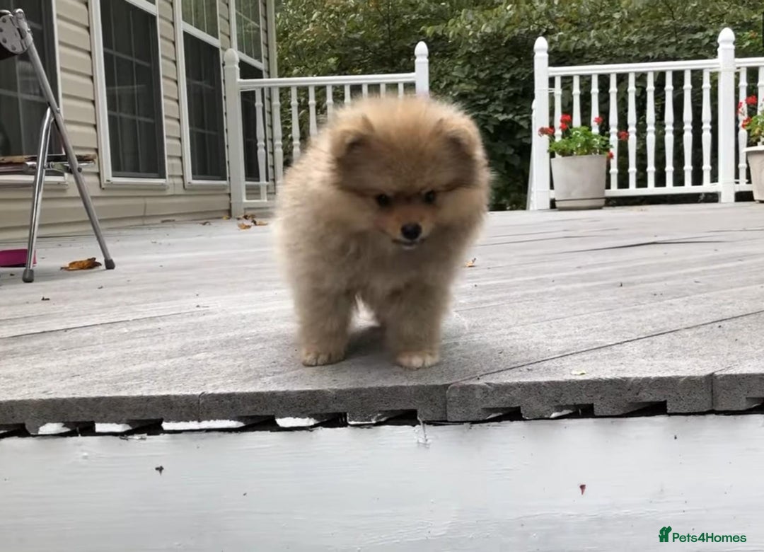 Pomeranian dogs for sale: Pomeranian puppy  - Image 2