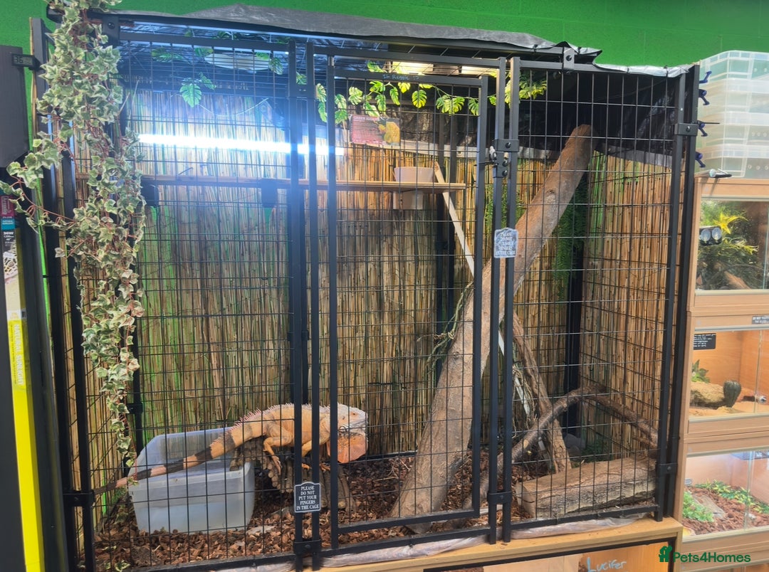Iguana reptiles for sale: 4 Year Old Male Green (Red) Iguana - Image 4