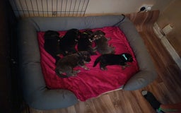 German Shepherd dogs for sale: German Shepherd puppies - Image 8