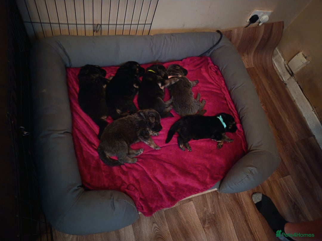 German Shepherd dogs for sale: German Shepherd puppies - Image 8
