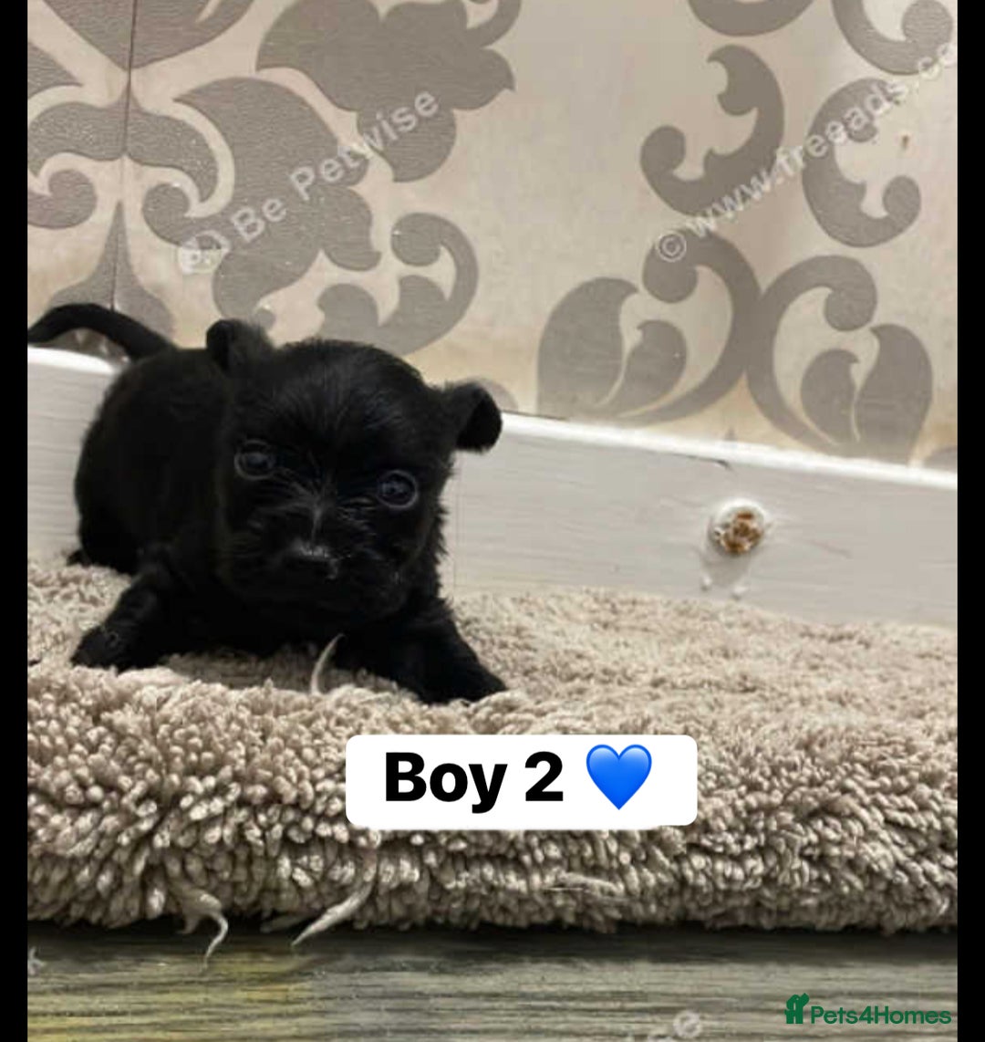 Mixed Breed dogs for sale: Beautiful little boys looking for forever homes - Advert 3