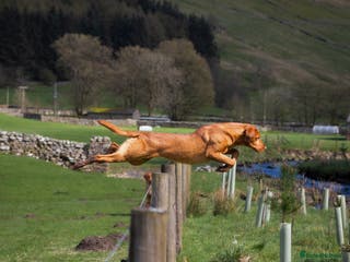Labrador Retriever dogs KC REG FULLY HEALTH TESTED WORKING DARK RED STUD in Hawes - Advert 19