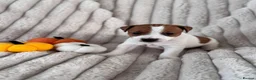 Jack Russell dogs for sale: Smooth coated tan and white jack russels  in Nottingham - Advert 6