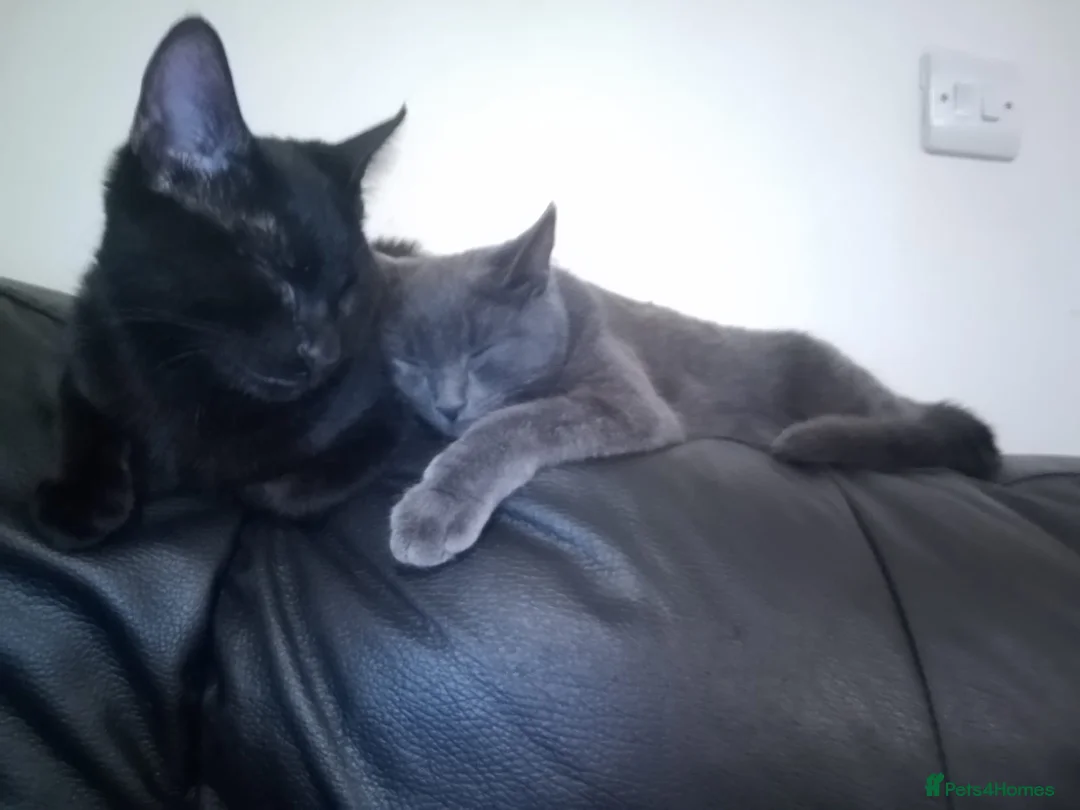 Mixed Breed cats for sale: Two lovely kittens looking for their forever home  in Enfield - Advert 7