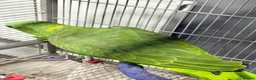 Parrots birds for sale: Yellow-naped Amazon parrot 🦜  - Advert 9