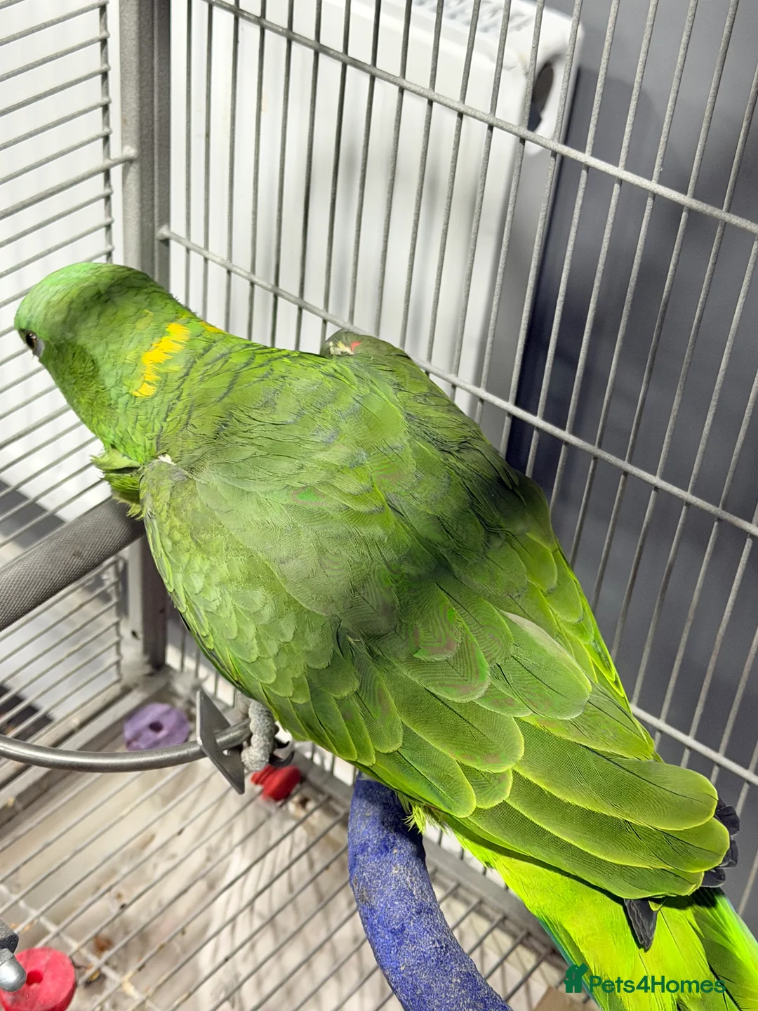 Parrots birds for sale: Yellow-naped Amazon parrot 🦜  - Advert 9