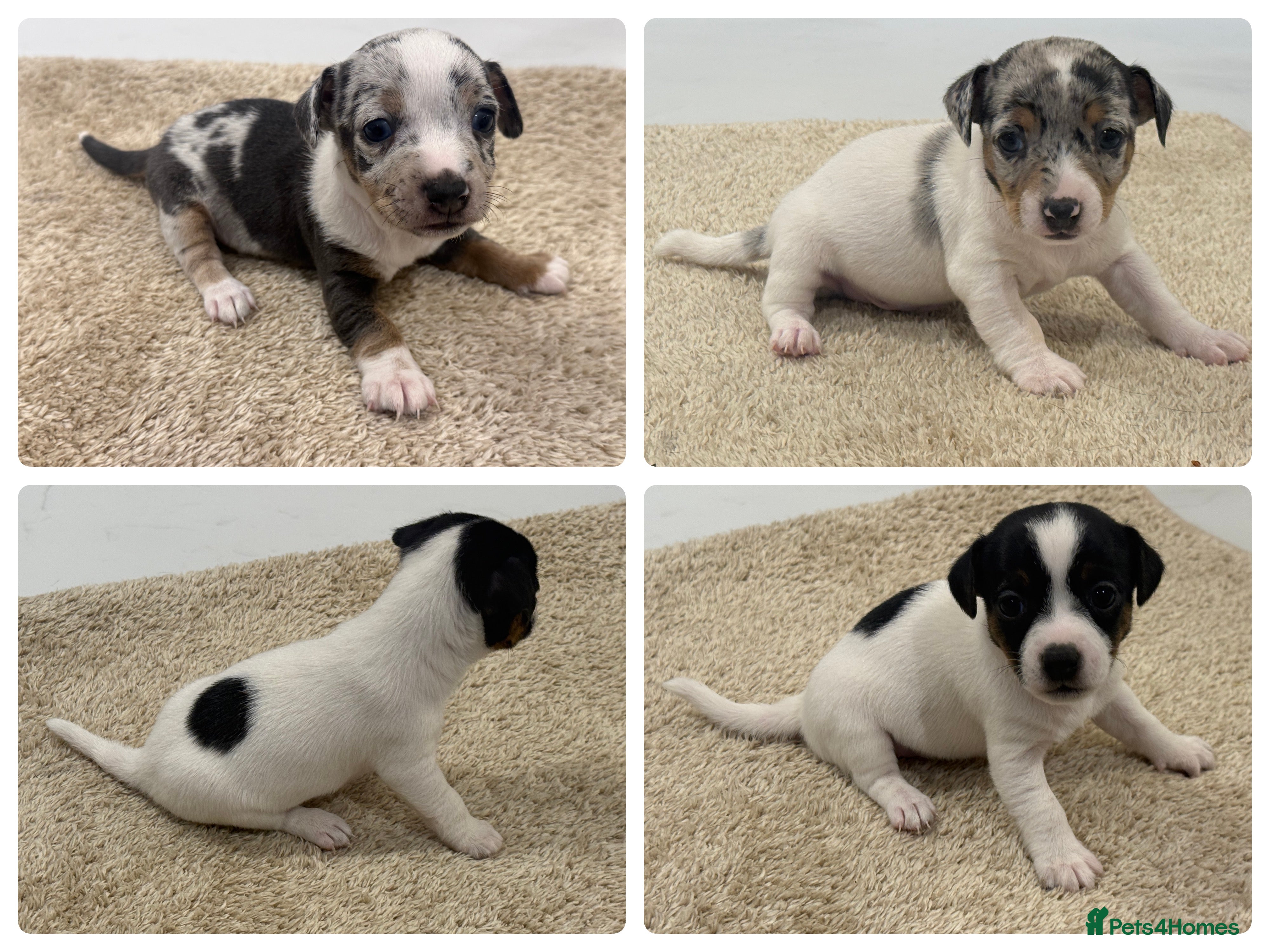 Jack Russell dogs Miniature Jack Russell Puppies  - Advert 1