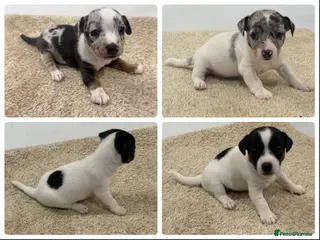 Jack Russell dogs Miniature Jack Russell Puppies - Advert 1