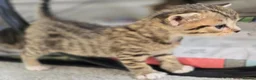 Mixed Breed cats for sale: British Shorthair mix kittens  - Advert 11