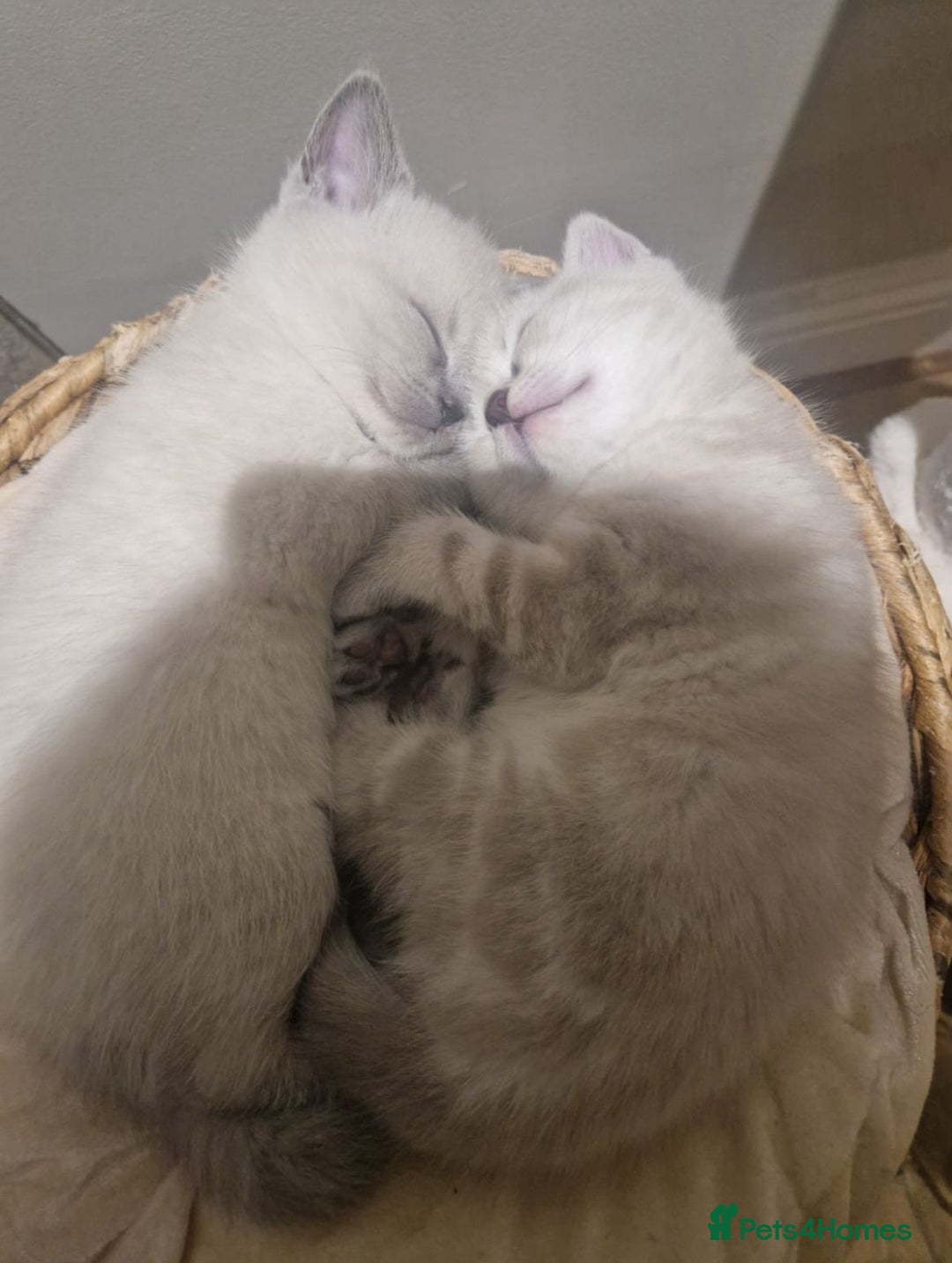 British Shorthair cats for sale: Beautiful Kittens- British Shorthair X Maine Coon - Advert 3