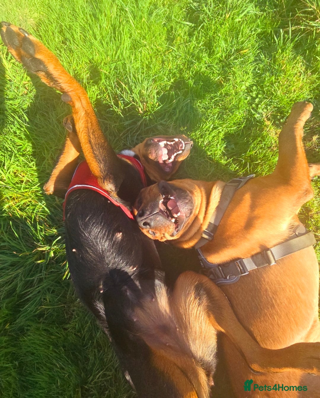 Mixed Breed dogs for sale: Farm dogs due. Rottweiler & dogue de bordeaux  - Advert 3
