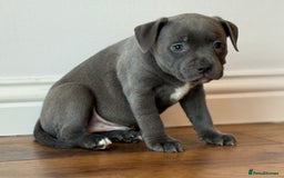 Staffordshire Bull Terrier dogs for sale: Ready for Their Forever Homes Now - Image 23