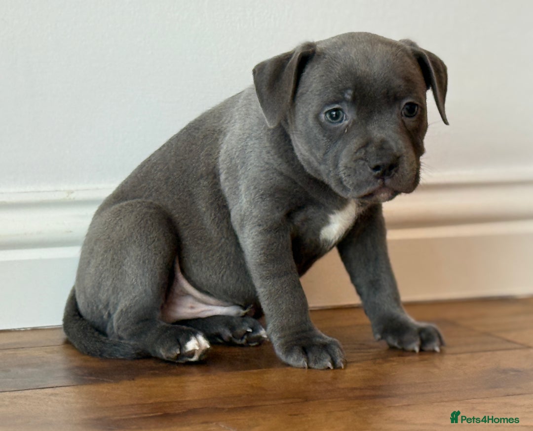 Staffordshire Bull Terrier dogs for sale: Ready for Their Forever Homes Now - Image 23