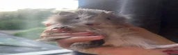 Guinea Pig rodents for sale: Baby Guinea Pigs for sale | ready to leave soon! - Advert 2