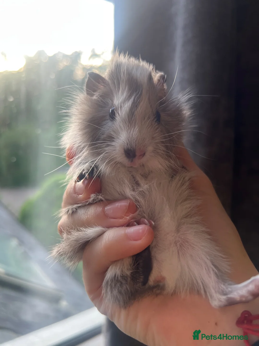 Guinea Pig rodents for sale: Baby Guinea Pigs for sale | ready to leave soon! - Advert 2