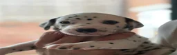 Dalmatian dogs for sale: Black and white puppies  - Advert 3