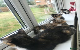 Egyptian Mau cats for sale: Adorable Calico Kitten Seeking Forever Home - Image 12