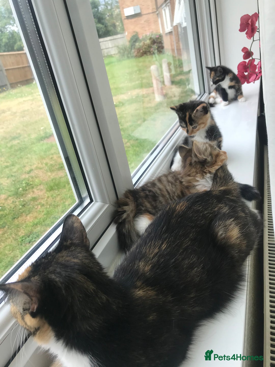Egyptian Mau cats for sale: Adorable Calico Kitten Seeking Forever Home - Image 12