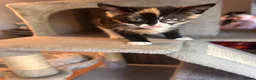 Mixed Breed cats for sale: Ragdoll x Siamese x Maine coon ready to leave  - Advert 12