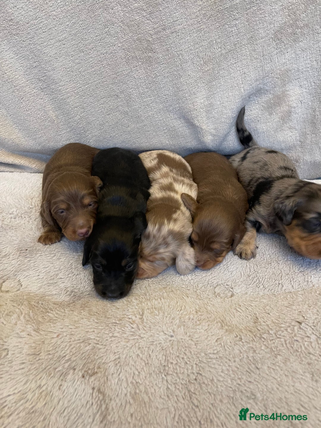 Dachshund dogs for sale: Stunning Standard long haired Dachhound  - Advert 12