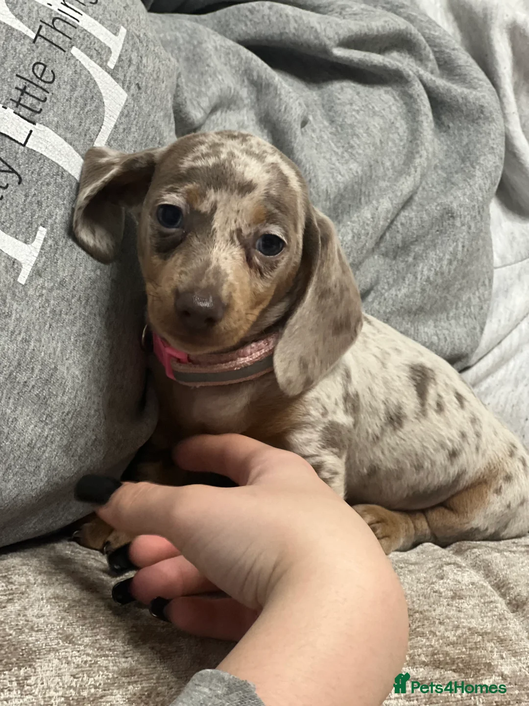 Miniature Dachshund dogs for sale: Miniature dachshund puppy’s  in Bristol - Advert 2