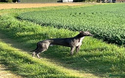 Whippet dogs for stud: Striking Blue Whippet for Stud in Banbury - Image 3