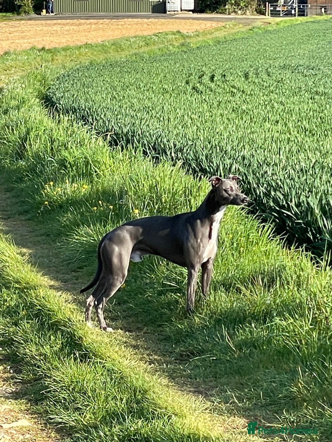 Whippet dogs for stud: Striking Blue Whippet for Stud in Banbury - Image 3