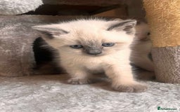 British Shorthair cats for sale: Adorable British Shorthair Kittens for sale!  - Image 6